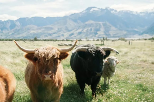 Bitcoin Surges Past $80K as Futures Premium and Options Soar